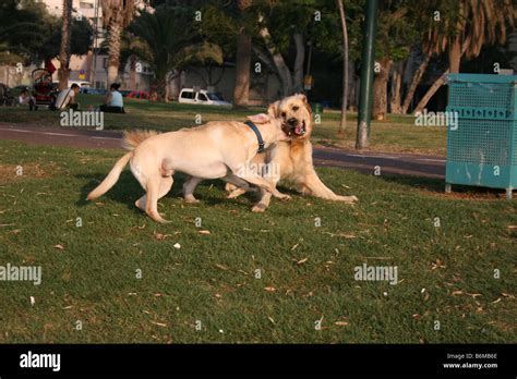 Two dogs fighting Stock Photo - Alamy