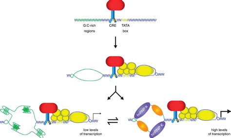 Proposed Regulatory Mechanism For Hnrnp K And Dna Secondary Structure