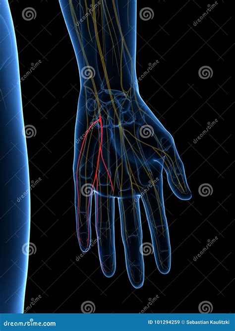 Ulnar Nerve Anatomy Human Elbow Anatomy With Bones Muscles Cartoon