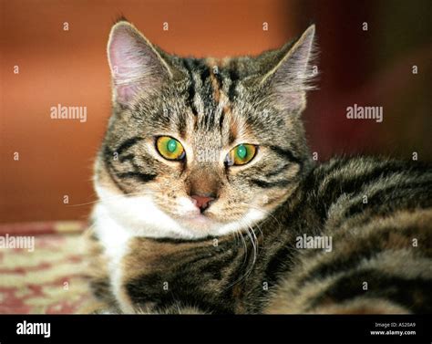 Noodle the cat Stock Photo - Alamy