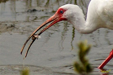 White Ibis Eudocimus Albus BirdForum