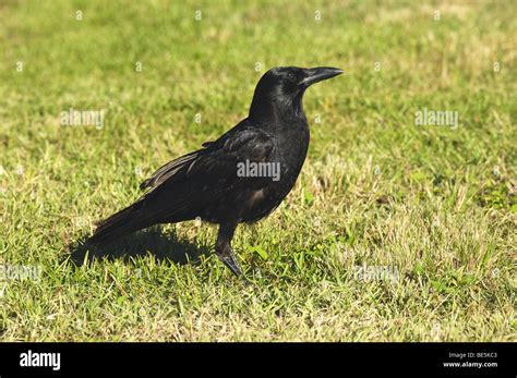 Fish crow - standing on meadow / Corvus ossifragus Stock Photo - Alamy