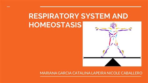 Respiratory System And Homeostasis