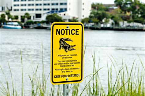 Aviso De La Señal De Peligro Del Cocodrilo Cerca Del Agua Foto De Archivo Imagen De Charca