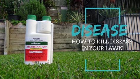 How To Get Rid Of Fungus In Your Lawn Youtube