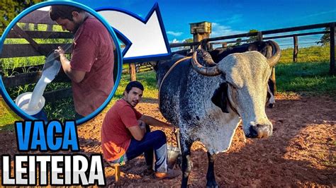 Tirando Leite Das Vaca Leiteira Youtube