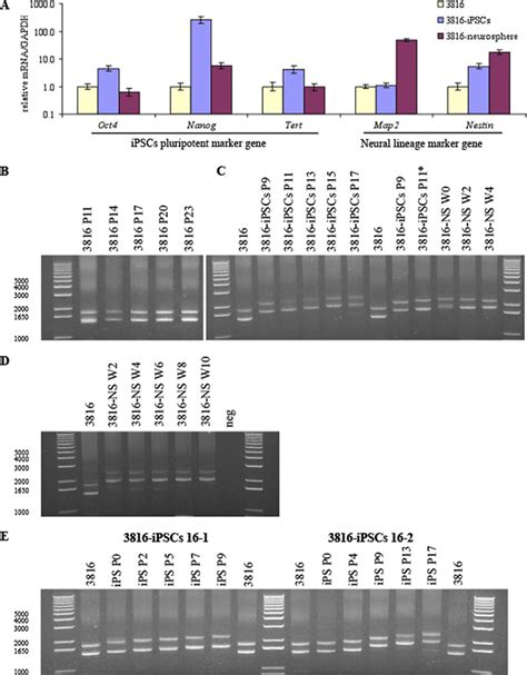 Gaattc Triplet Repeat Expansion Occurs In Frda Ipscs But Not In