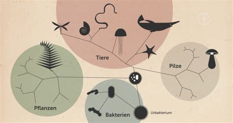 Diagrama De Evolution Und Der Stammbaum Der Wirbeltiere Quizlet