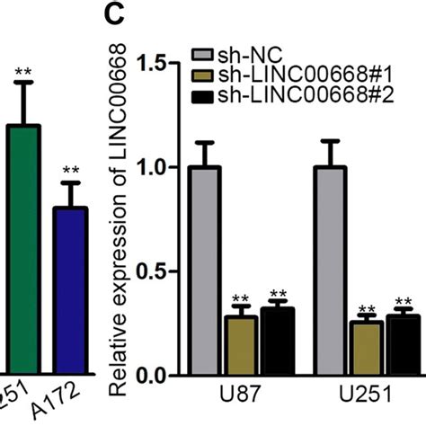 Linc00668 Was Up Regulated In Glioma Tissues And Cells A Qrt Pcr