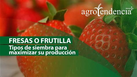 Cultivo de FRESAS Siembra y manejo agronómico YouTube