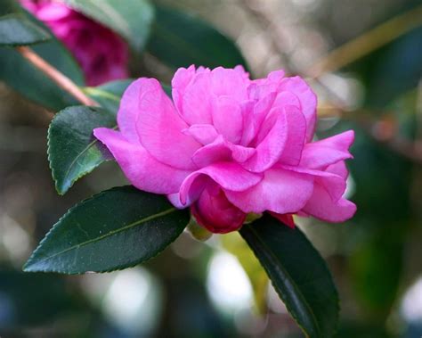 Consejos Para Cuidar La Camelia En Maceta