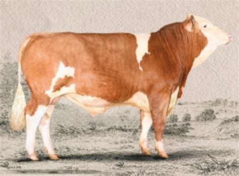 Simmental Goldselect Hayvancılık