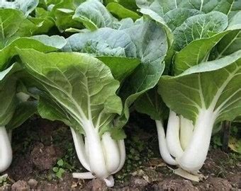 Seeds Bulbs Plants Seeds Bulbs Garden Patio Canton Pak Choi