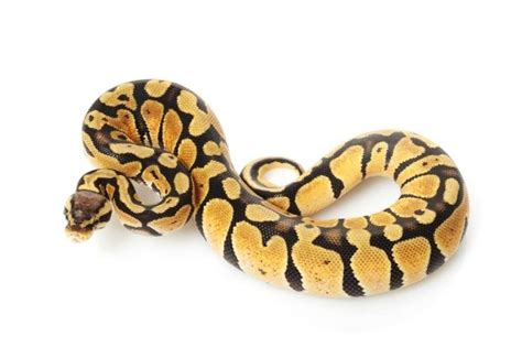 The 5 Best Small Pet Snakes (for Beginners) | Keeping Exotic Pets ...