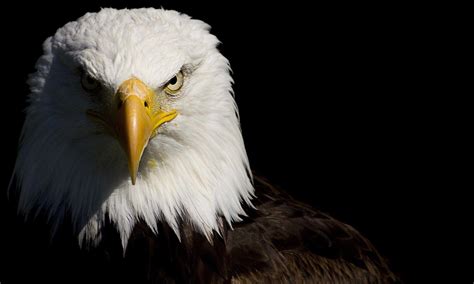 Bald Eagle Wallpapers - Top Free Bald Eagle Backgrounds - WallpaperAccess