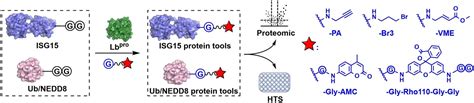 Expedient Synthesis Of Ubiquitin‐like Protein Isg15 Tools Through Chemo