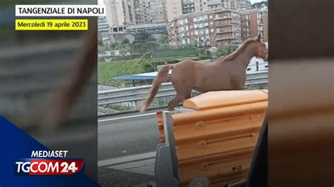 Cavallo Corre Tra Le Auto Sulla Tangenziale Di Napoli YouTube