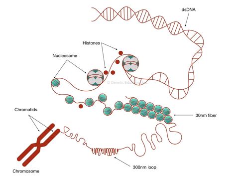 What Is DNA Packaging In Eukaryotes