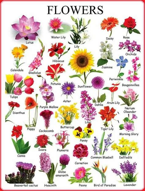 Learn English Vocabulary Through Pictures Flowers And Plants Eslbuzz