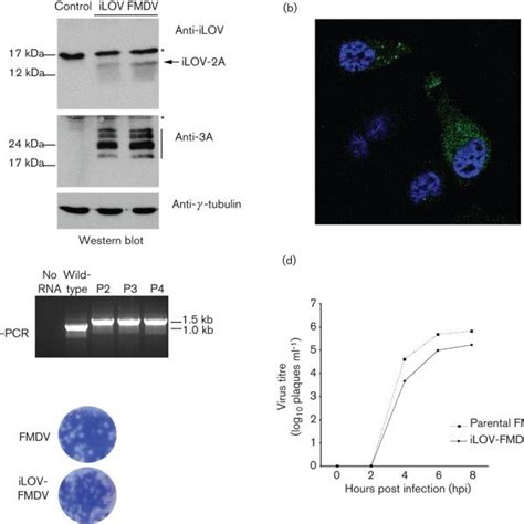 Detection Of ILOV FMDV Infected Cells By Live Cell Imaging Ac Still