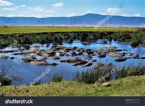 Hippo Pool Ngorongoro Crater Tanzania Stock Photo 783515797 Shutterstock