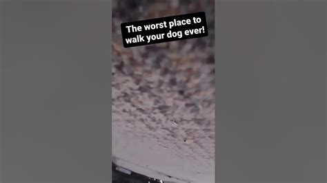 Dog Walking Youtube