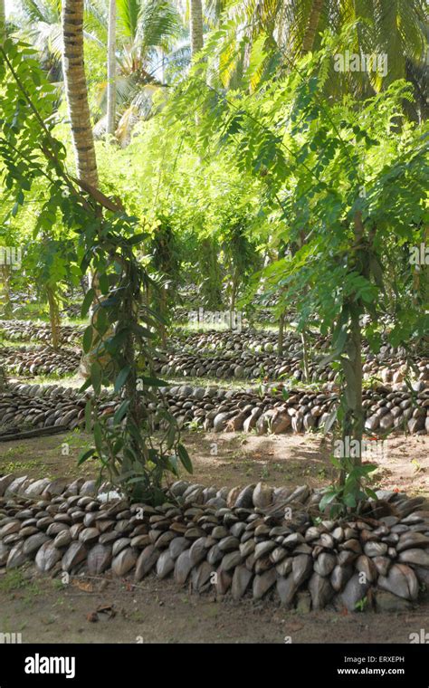 Vanilla Plantation Hi Res Stock Photography And Images Alamy