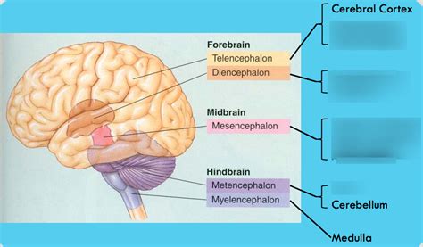 Diagram of MAJOR DEVELOPMENTAL DIVISIONS OF BRAIN- 251 Diagram #14 | Quizlet