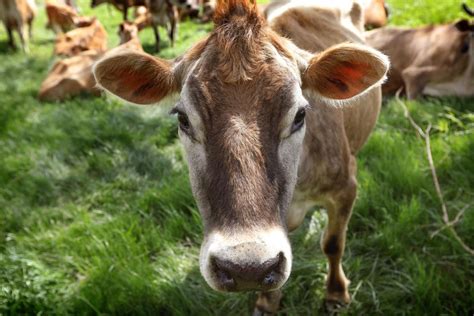 Dairy Grants Aim To Boost Farm Processing Edairy News English