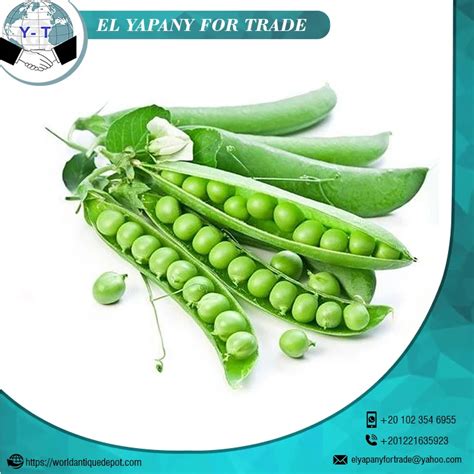 High Quality Organic Green Fresh Peas For Sale Buy Green Peas Fresh