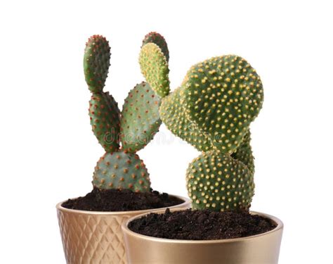 Beautiful Green Opuntia Cacti In Ceramic Pots On White Background Stock