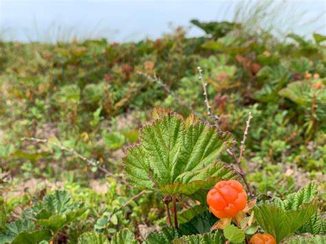 Salmon Berry Close Up Ralaska