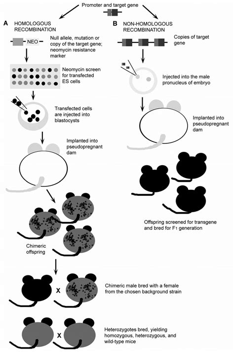 The Two Basic Techniques To Generate Genetically Modified Mice Panel Download Scientific