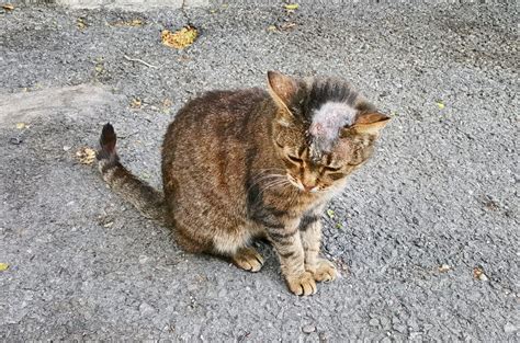 Teigne Du Chat Comment La Rep Rer Et La Traiter