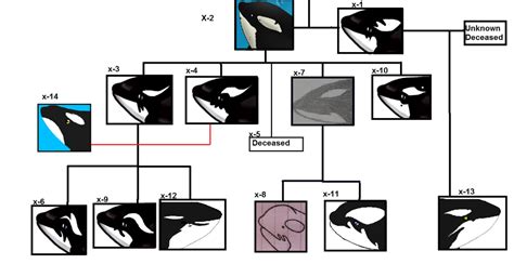 Orca J Pod Family Tree