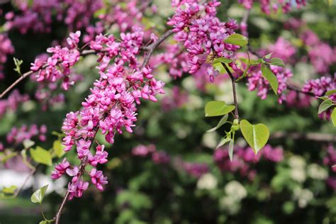 20 Redbud Tree Varieties That Will Brighten Up Your Landscaping