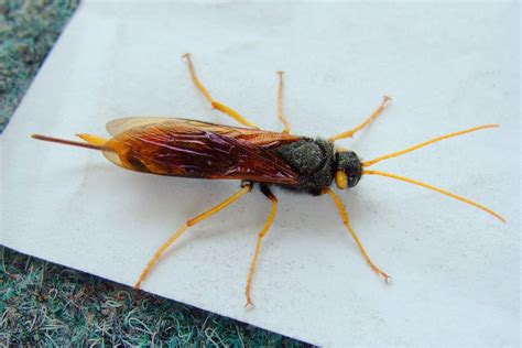 Рогохвост большой: питание, образ жизни, места обитания