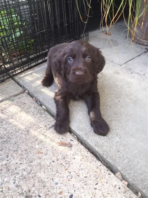 German Longhaired Pointer Puppies For Sale | Atlanta, GA #200409