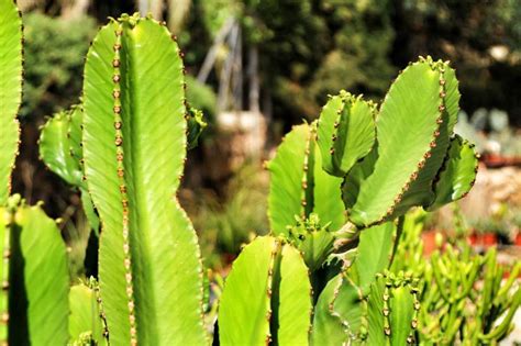 Euphorbia Ingens Curiosidades Caracter Sticas Y Cuidados Para