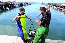 Pesca Da Sardinha Proibida A Partir De S Bado Sociedade Correio Da