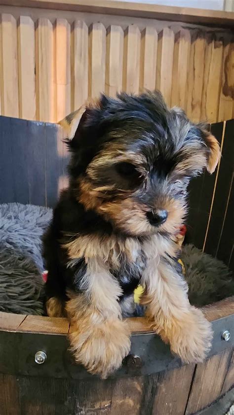 On The Edge Of A Dream Yorkies Yorkshire Terrier Puppies For Sale In