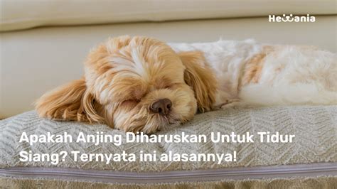 Benarkah Anjing Diharuskan Tidur Siang Simak Penjelasannya Hewania