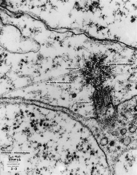 Electron Microscopes - PEER Program (Youth STEM Promotion)