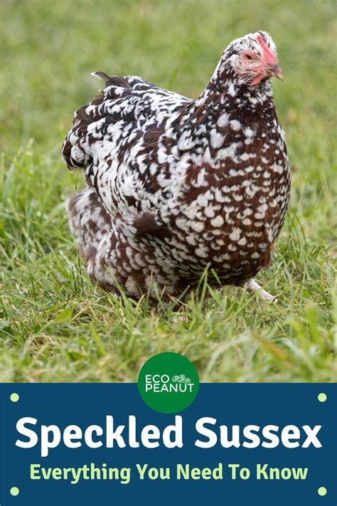 When Do Speckled Sussex Chickens Start Laying Whats The Egg Size What Are The Hens Like What