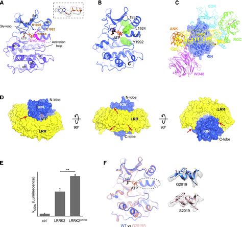 Structural Analysis Of The Full Length Human Lrrk2 Cell