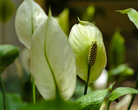 How To Repot A Peace Lily A Step By Step Guide Gardeningetc