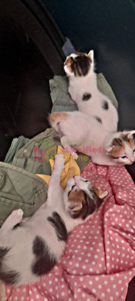 For Sale: 3 Young Cats White (Healthy) Selling For 8,500 One - New Kingston