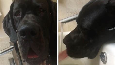 Cheeky Great Dane Spoils Owners Bath Youtube