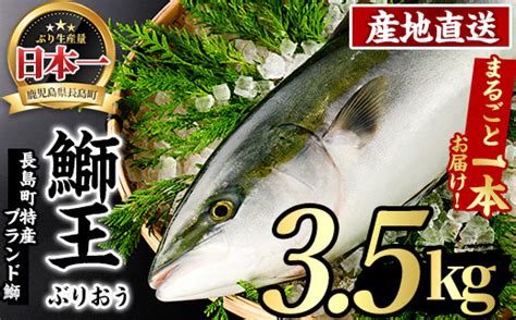 テレビで紹介されました！長島町特産「鰤王」早生鰤王ラウンド約35kg・まるごと1本【jfa】jfa 1227 鹿児島県長島町