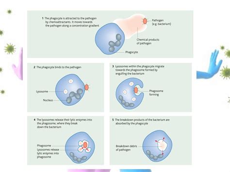 Phagocytosis Diagram Quizlet